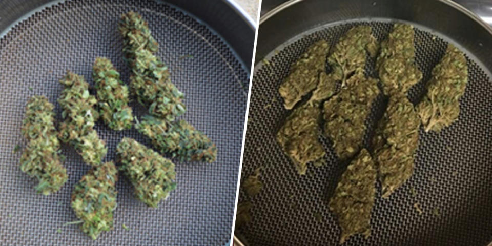 Image: Marijuana buds grown indoors at the University of Mississippi, left, and buds received through the DEA after confiscation. (University of Mississippi)