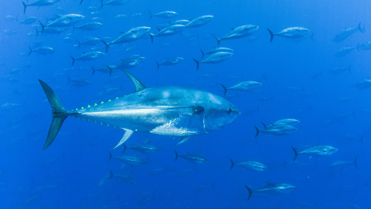 Dozens of silvery fish swim in blue water