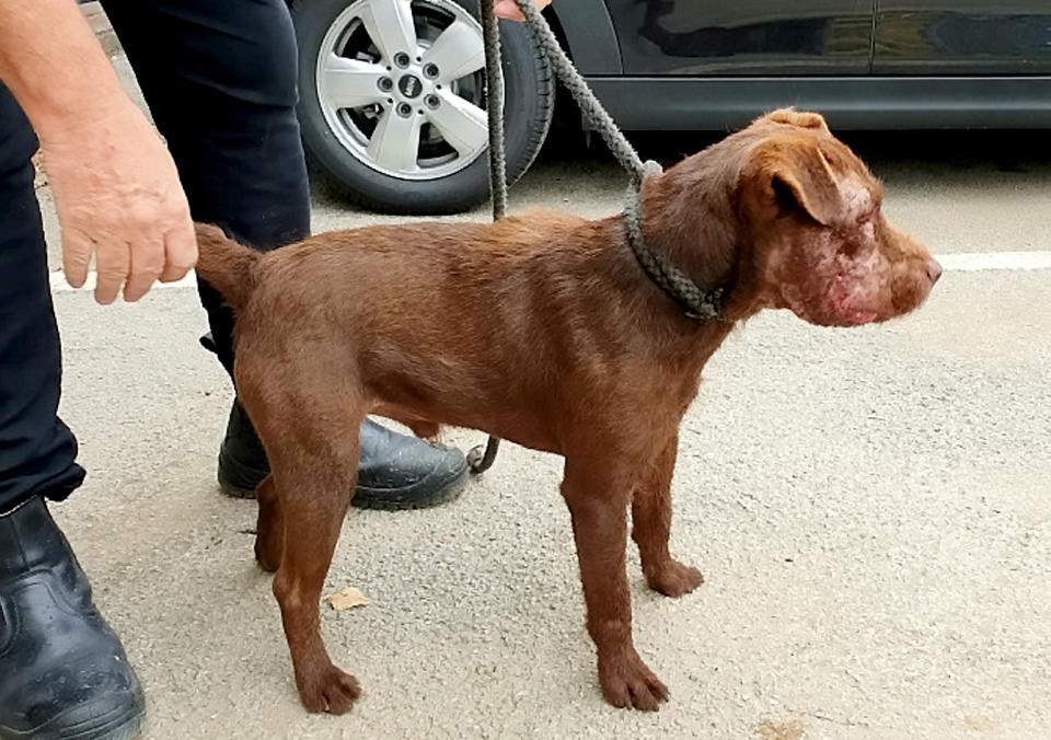 The Patterdale Terrier was rushed to vets by police officers for treatment to the right side of its face, which had been cut and scarred during the badger baiting incident (SWNS)