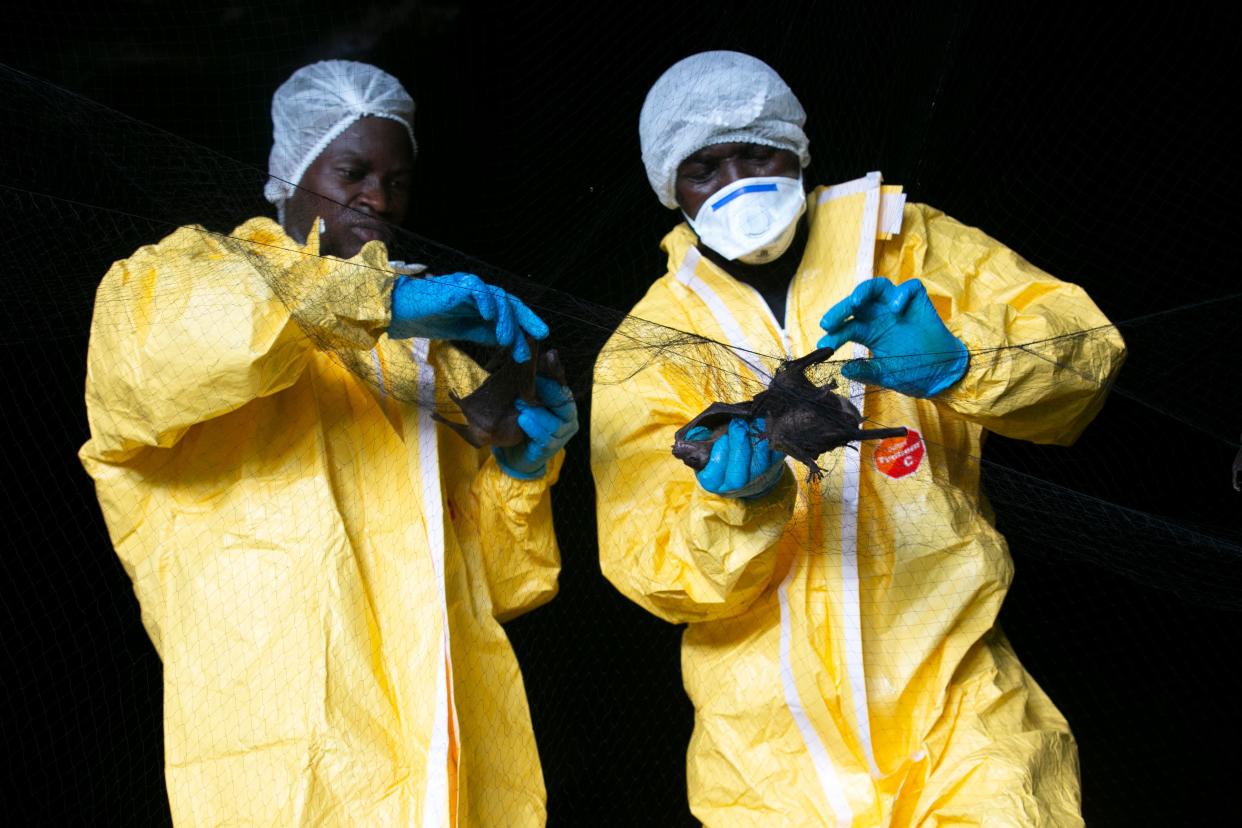 Researchers with Franceville interdisciplinary Medical Research Centre (CIRMF, Centre Interdisciplinaire Medical de Recherches de Franceville) collect bats caught with a net on November 25, 2020 inside a cave in the Zadie region in Gabon. - Working in remote recesses in the hearth of the Gabonese forest, scientists scour caves populated by bats, animals suspected of being at the origin of many epidemics transmitted to humans in recent years: the SARS in 2003, MERS in 2012, Ebola and now SARS-CoV-2 or novel coronavirus Covid-19. (Photo by STEEVE JORDAN / AFP) (Photo by STEEVE JORDAN/AFP via Getty Images)