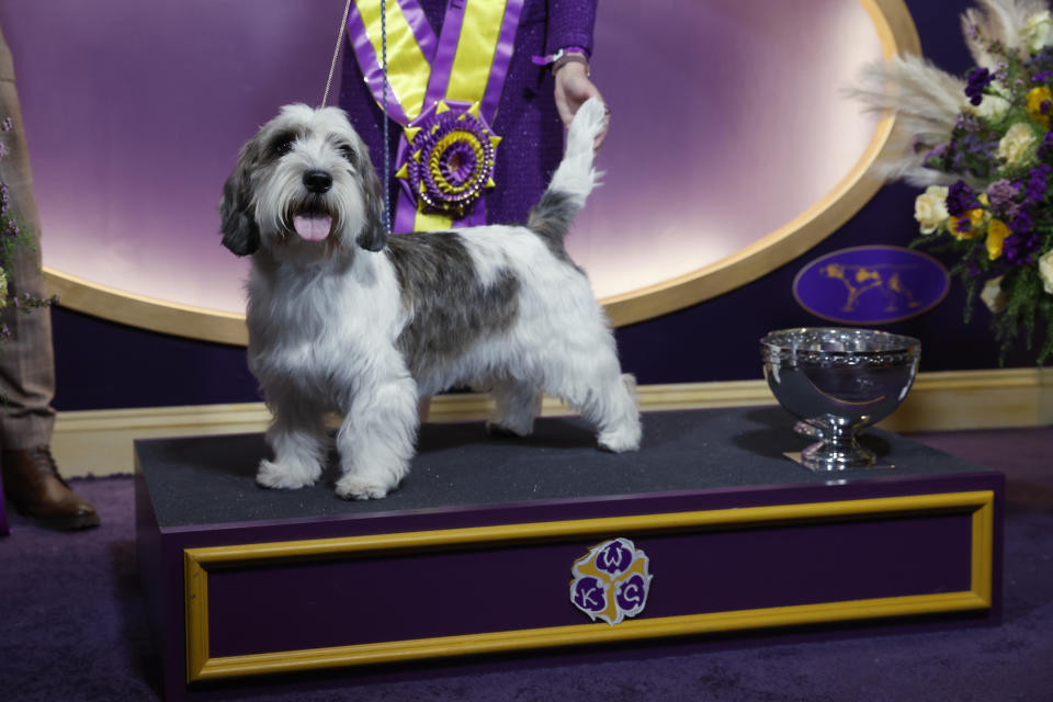 NEW YORK, NEW YORK – MAY 09: Buddy Holly, the Petit Basset Griffon Vendeen, winner of the Hound Group, wins Best in Show at the 147th Annual Westminster Kennel Club Dog Show Presented by Purina Pro Plan at Arthur Ashe Stadium on May 09, 2023 in New York City. (Photo by Sarah Stier/Getty Images for Westminster Kennel Club)