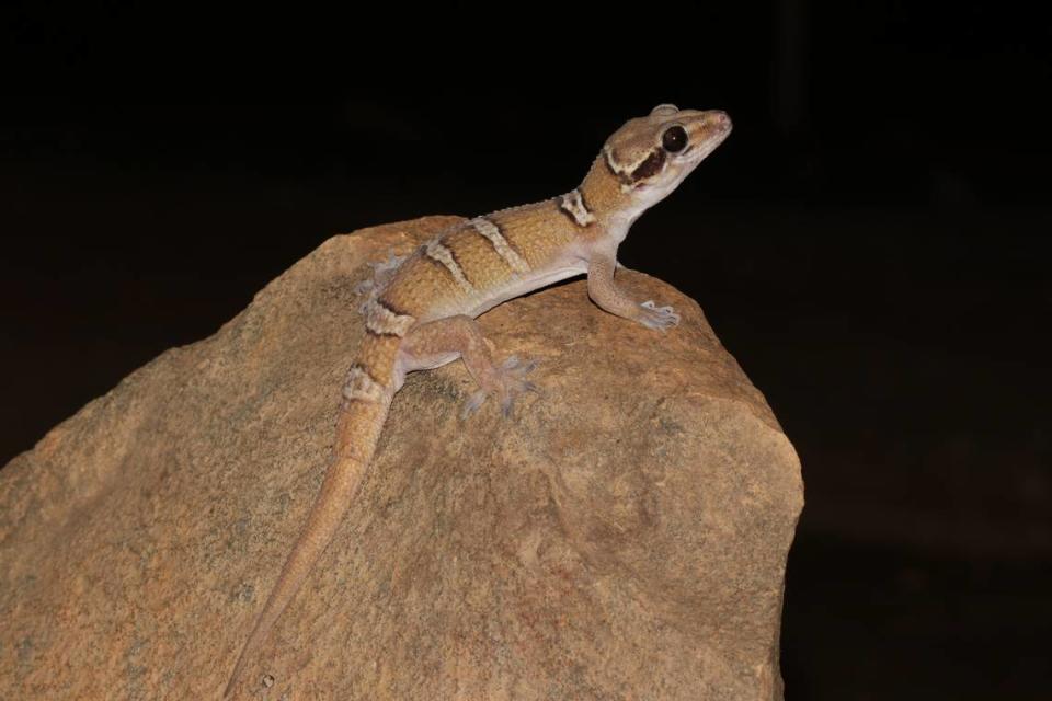 A Few-banded termite hill gecko sitting on a rock.