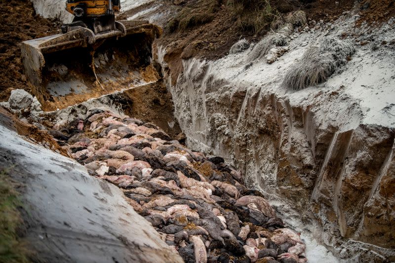 FILE PHOTO: Disposing of dead mink in a military area near Holstebro in Denmark