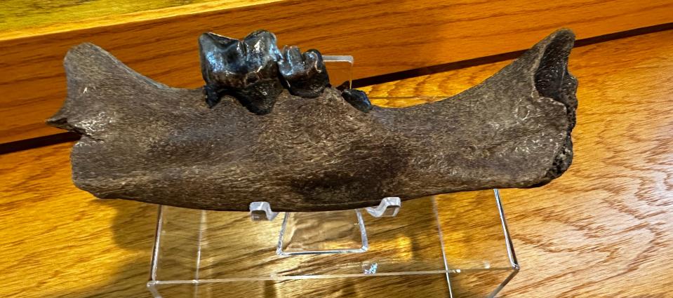 Sherry Coy of Rosedale found a sharp-toothed cat jawbone while searching for fossils in the Mississippi River. The giant cats became extinct about 11,000 years ago, and this is the first jawbone documented in the Mississippi.