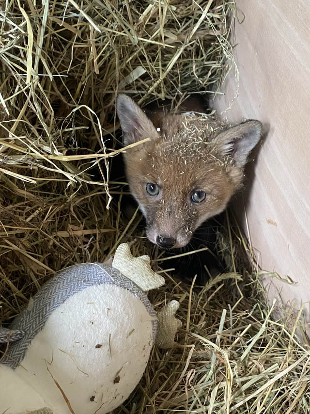 Firefighters rescue baby fox stuck in jam jar