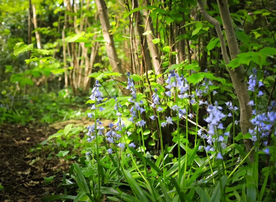 Transpennine Trail between Latchford and Stockton Heath by Sarah Thomas