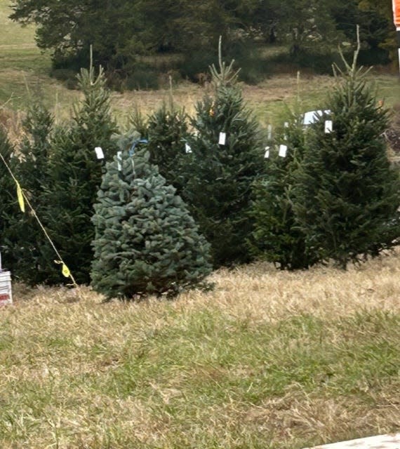 Several pre-cut trees from North Carolina were on sale this year to make people aware of what will be available in the future.