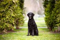 <p>Tremendously intelligent, these retrievers are both hard workers and affectionate family dogs. Their tight curls allow them to swim in cold water.</p><p><strong>Weight: 60-95 pounds</strong></p>