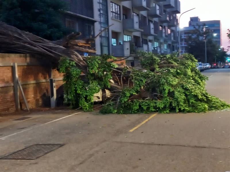 台南市中西區發生路樹倒塌事故，1輛自小客車遭壓損。（圖／民眾提供）