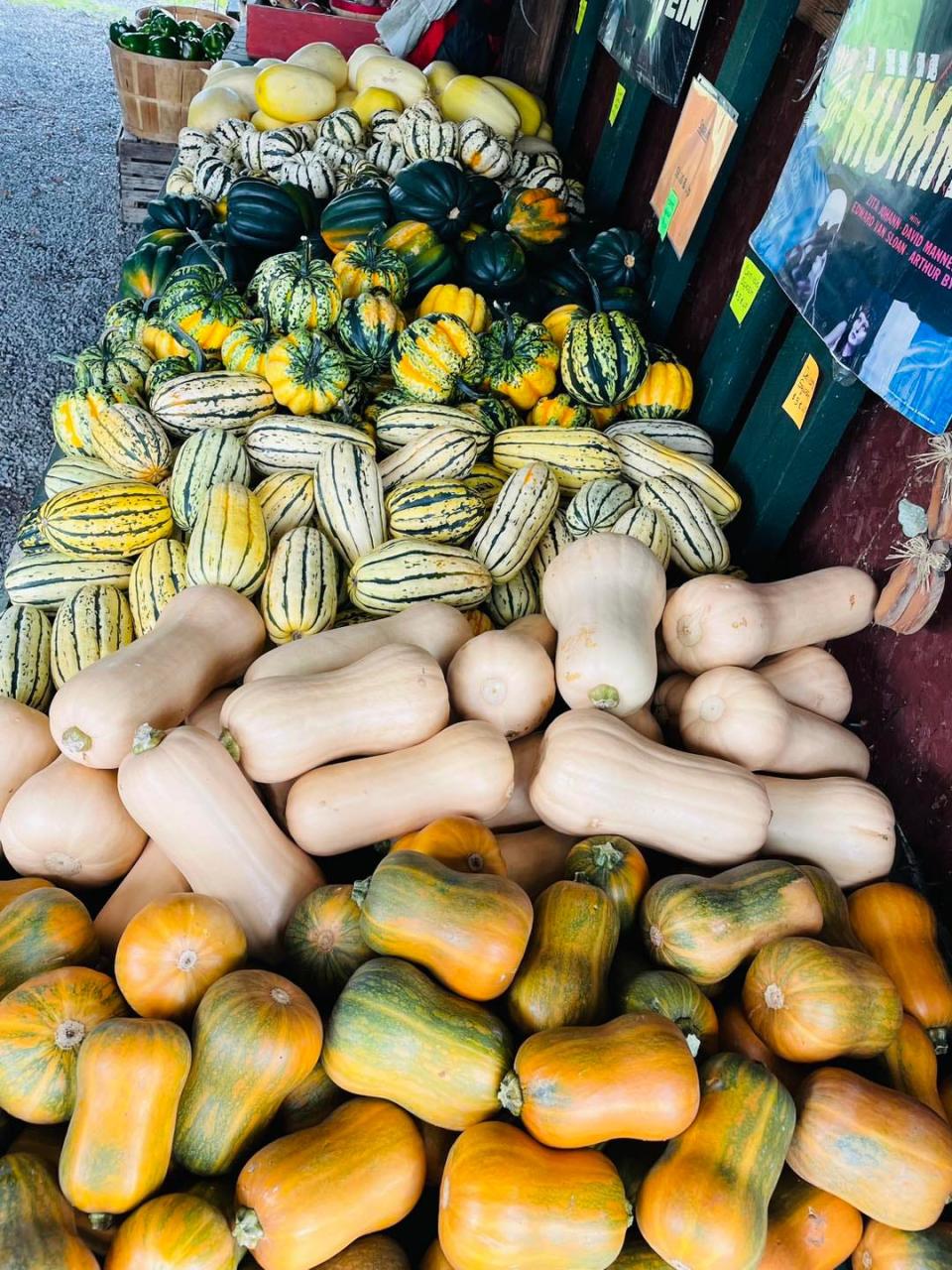 Will's Cackleberry Castle has plenty of gourds and squashes to choose from.