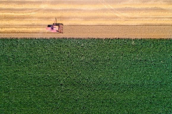 A bird's-eye view of a corn harvest.