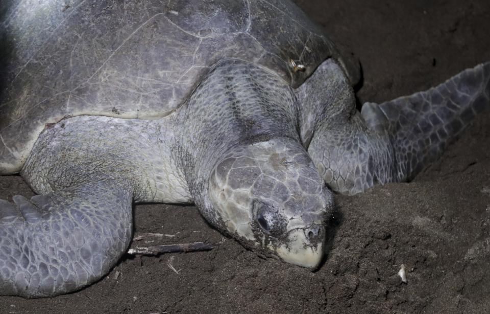 CORRECTS SPECIES OF TURTLES - In this Sept. 21, 2019 photo, a olive ridley sea turtle arrives to lay her eggs on a beach in Jaque, Panama. On a recent night, volunteers in the remote province of Darien in southeast Panama found five nests with dozens of sea turtle eggs. (AP Photo/Arnulfo Franco)