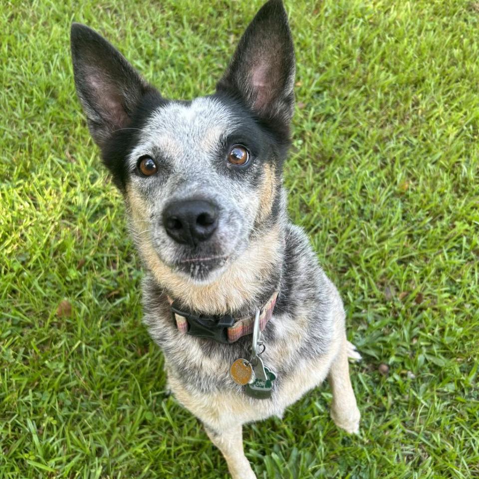 Emma is an 8-year-old, 42-pound American blue heeler who behaves well on a leash and exhibits unflagging energy. She’s hard-wired with a strong prey drive, so keep that in mind on walks.