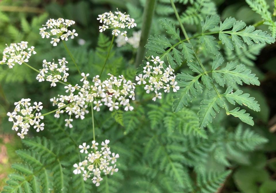 Poison hemlock grows near the East Bank Trail just north  of North Shore Drive in South Bend. It can easily be mistaken for Queen Anne's lace.