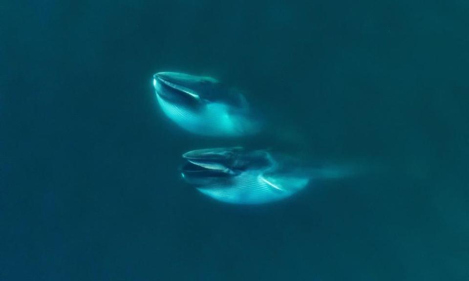 Fin whales feeding off the Gulf of California. 