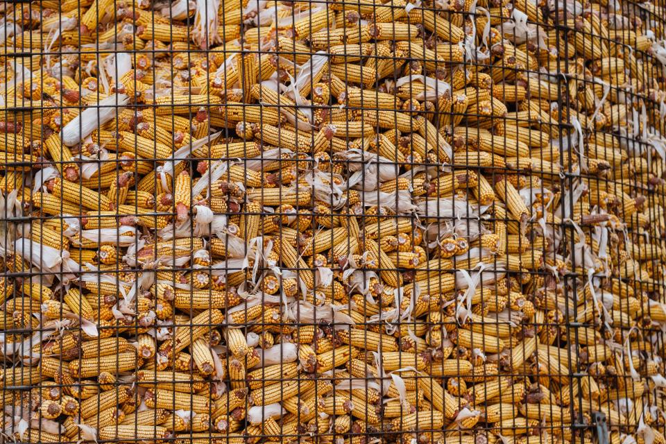 Feed corn can be seen at D&S Dairy Farm in Sugar Creek Township during a multi-farm tour geared toward dairy producers and employees. Tuesday's tour showcased ProCROSS hybrid dairy cows.