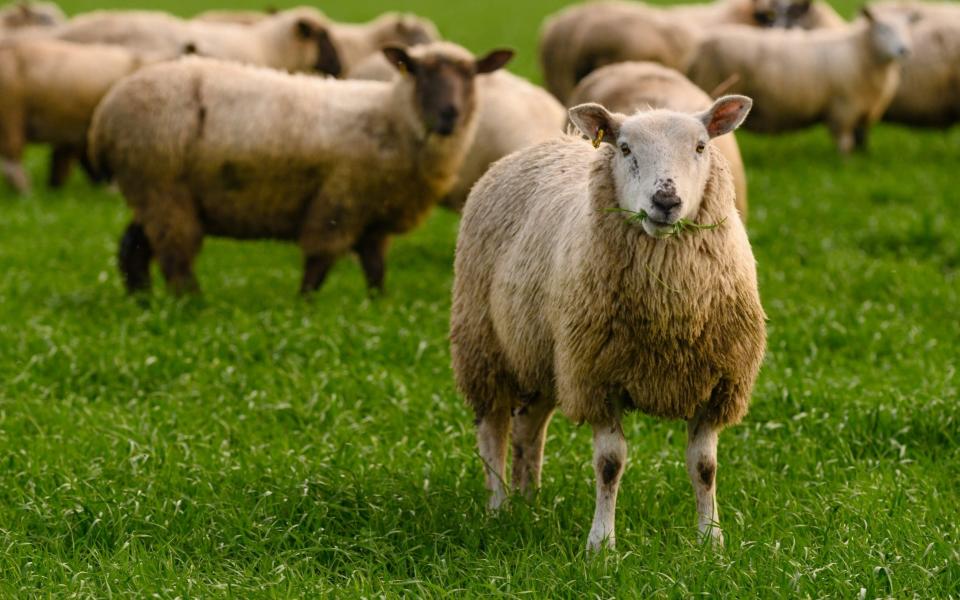 The sheep will be used to graze off cover crops  - Mark Mackenzie