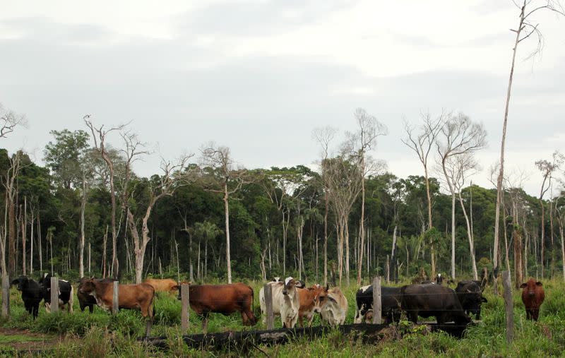 Cows graze in a deforested pasture in Brazil's Amazon located in the the municipality of Itapua do Oeste