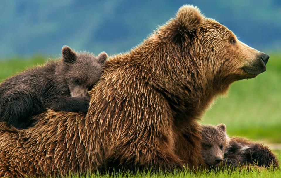 The cuddles, adventure, and challenges of a mom and her kids. (Photo: DisneyNature)