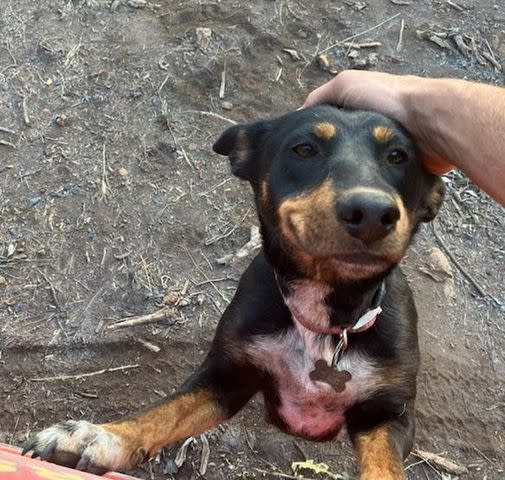 <p>Sisters-Camp Sherman Fire District</p> The Sisters-Camp Sherman Fire District in Oregon rescues dog.