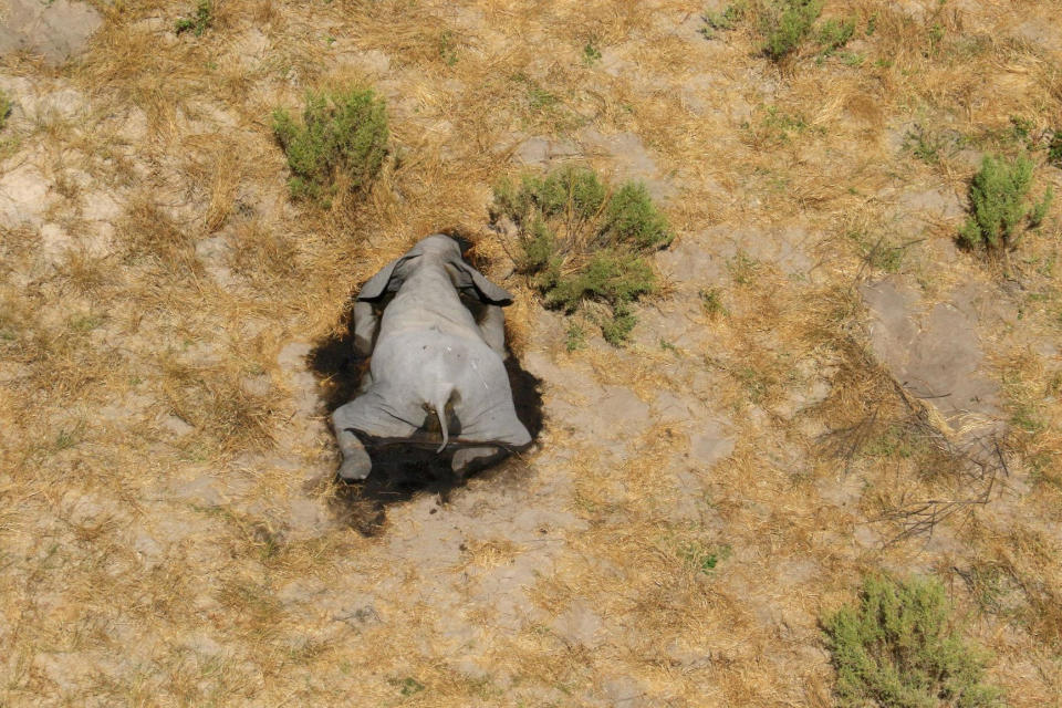 A dead elephant is seen in this undated handout image in Okavango Delta, Botswana May-June, 2020. / Credit: PHOTOGRAPHS OBTAINED BY REUTERS