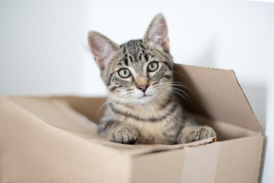 Tabby kitten hiding in cardboard box