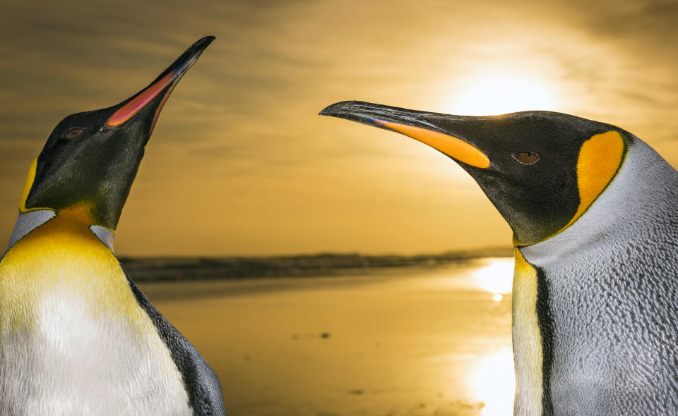 Breathtaking shots of king penguins marching in golden sunrise