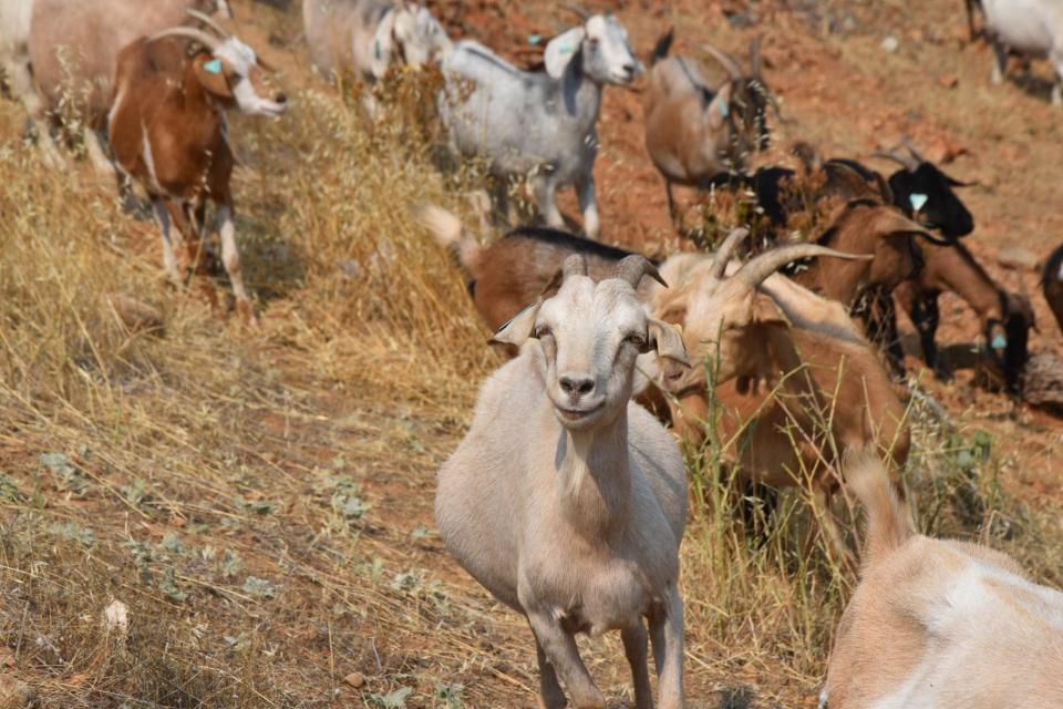 Goats graze on steep green spaces in Redding. The city hired goat herders to bring their flammable fuel munching animals to clear about 200 acres of vegetation during the summer of 2023.