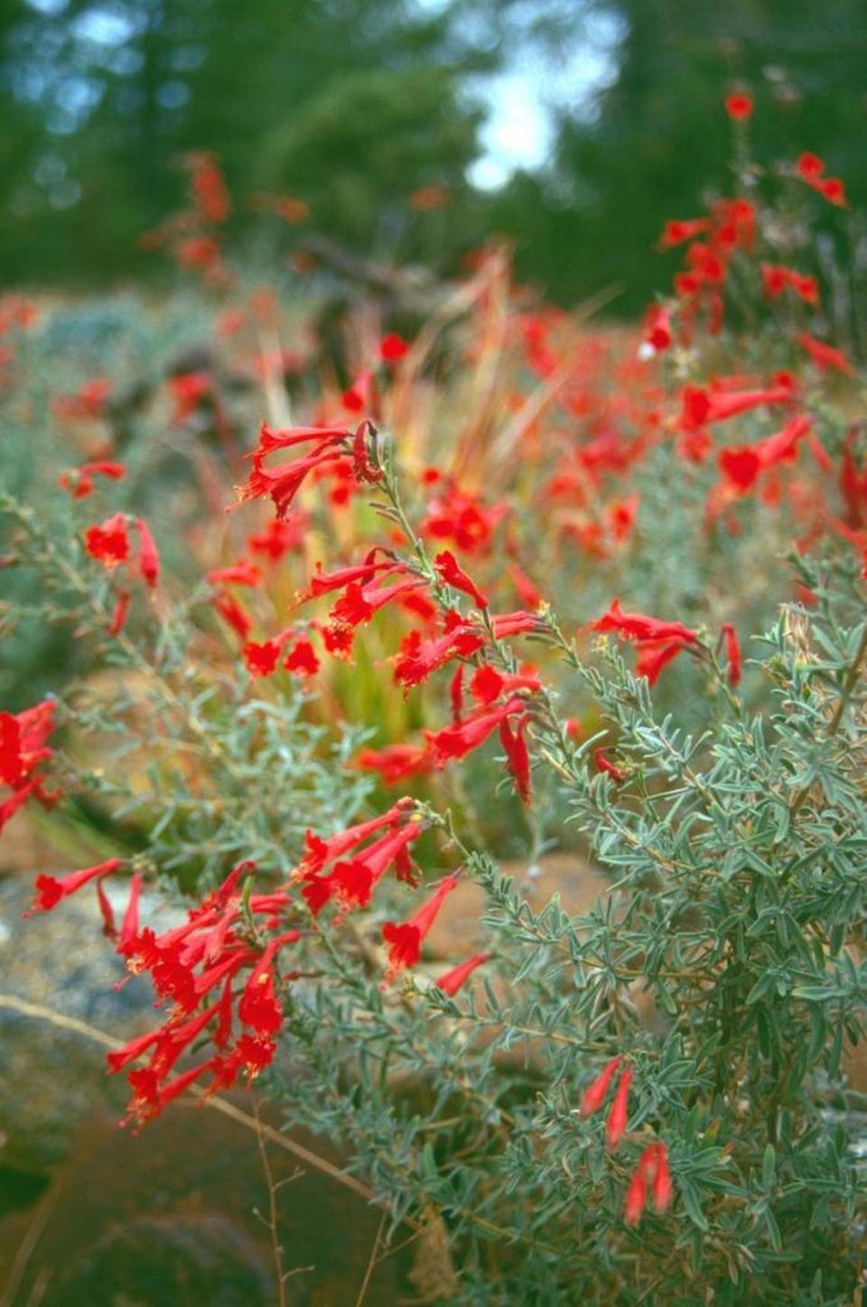 California fuchsia adds bold color as well as food for hummingbirds.