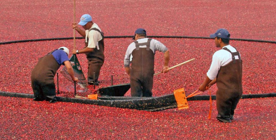 Farmers often flood cranberry bogs to harvest the fruit, which they rake loose from the vines. <a href="https://flic.kr/p/bBmqts" rel="nofollow noopener" target="_blank" data-ylk="slk:Michael Galvin, Massachusetts Office of Travel and Tourism/Flickr;elm:context_link;itc:0;sec:content-canvas" class="link ">Michael Galvin, Massachusetts Office of Travel and Tourism/Flickr</a>, <a href="http://creativecommons.org/licenses/by-nd/4.0/" rel="nofollow noopener" target="_blank" data-ylk="slk:CC BY-ND;elm:context_link;itc:0;sec:content-canvas" class="link ">CC BY-ND</a>