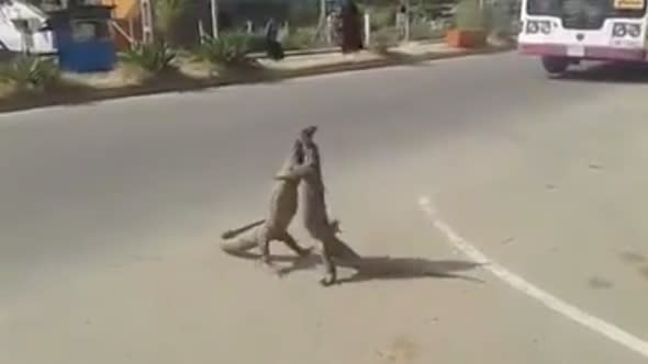 Huge lizards in epic battle on busy road (video)