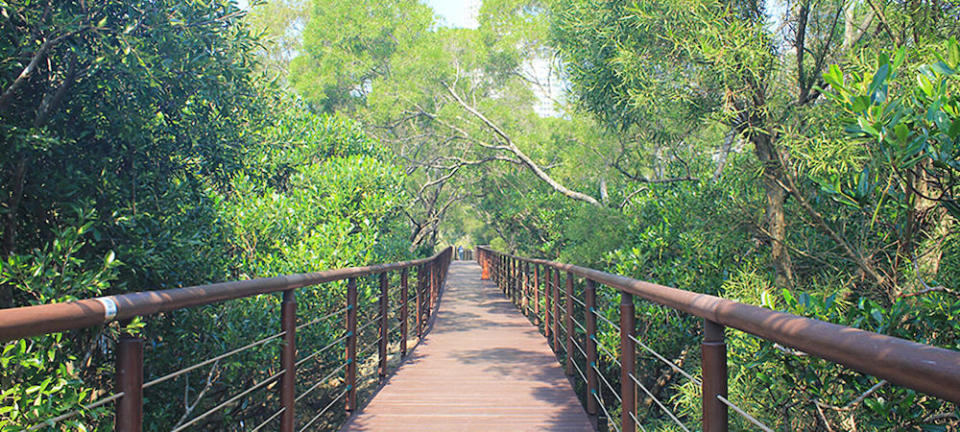 紅樹林生態步道（圖片來源：新北市觀光旅遊網）
