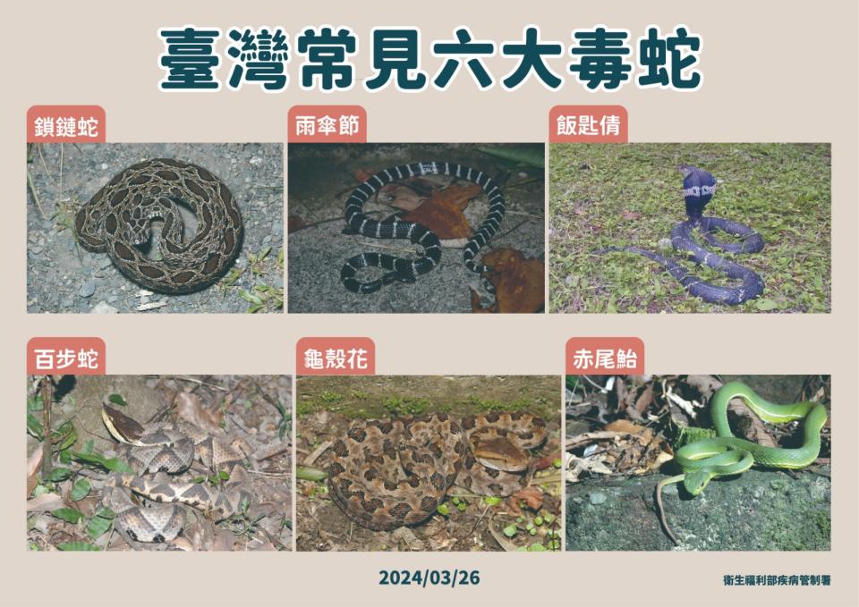 台灣常見六大毒蛇種類。疾管署提供