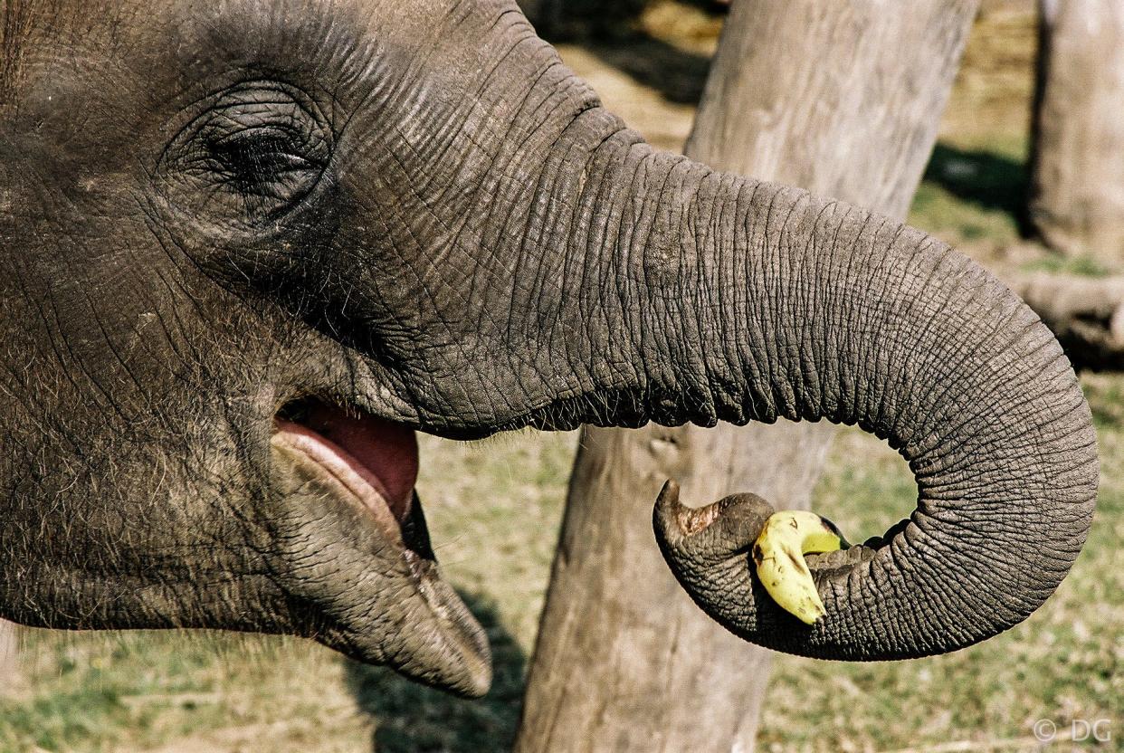 Al elephant holding a banana in their trunk.