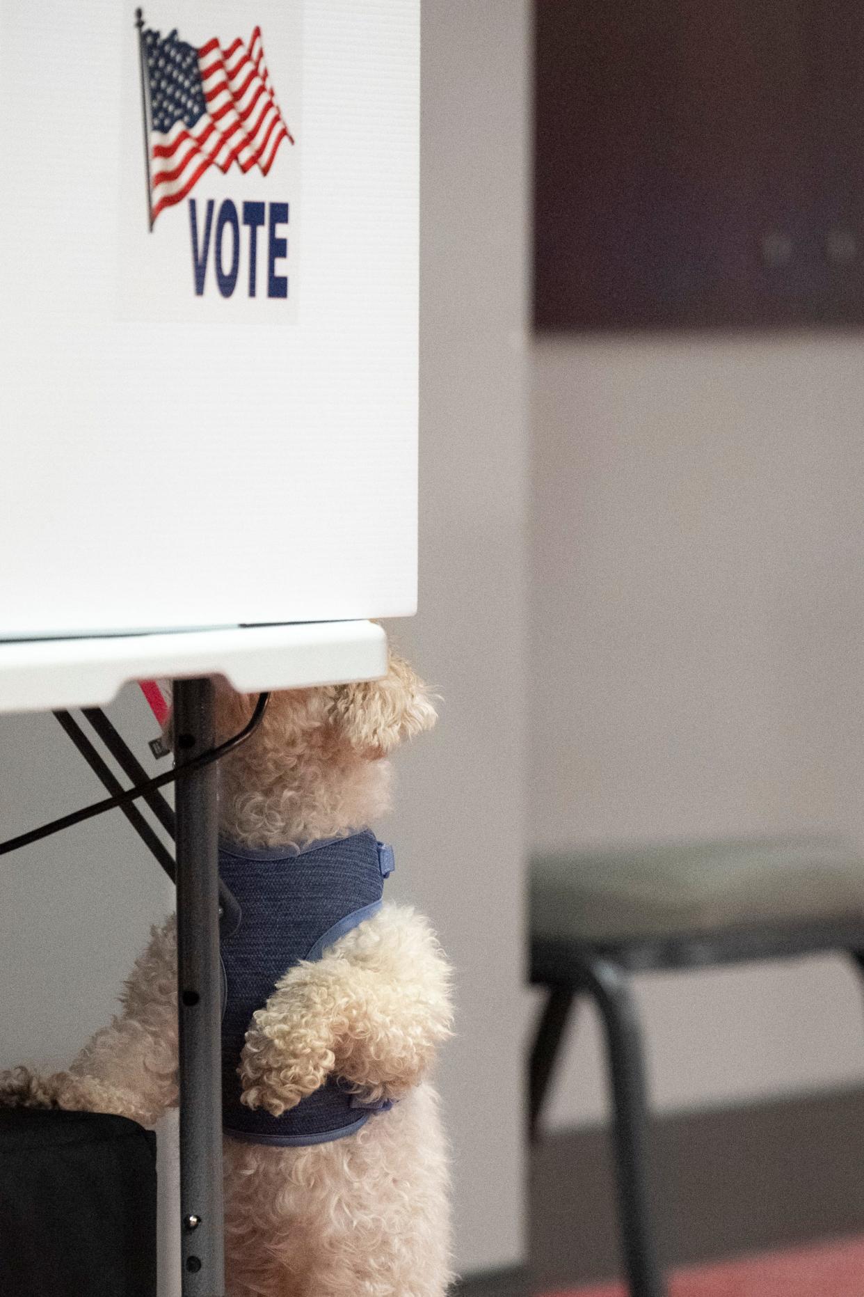 Goldie, a Peekapoo, stands on her back legs while her owner votes Tuesday at the Ohio Union.