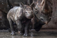 <p>Ein im Dezember geborenes Spitzmaulnashorn-Baby erlebt an der Seite seiner Mama Anfang Januar seinen ersten Schnee. (Bild: David Tanecek/insight media/ddp) </p>