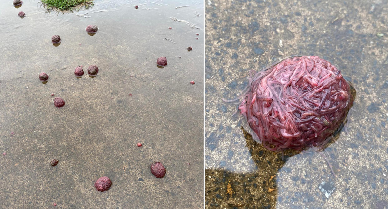 Clusters of earthworms on QLD footpath