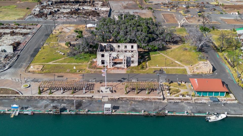 PHOTO: An aerial view shows new leaves sprouting on the historic Lahaina banyan tree, July 6, 2024, in Lahaina, Hawaii. (Mengshin Lin/AP)