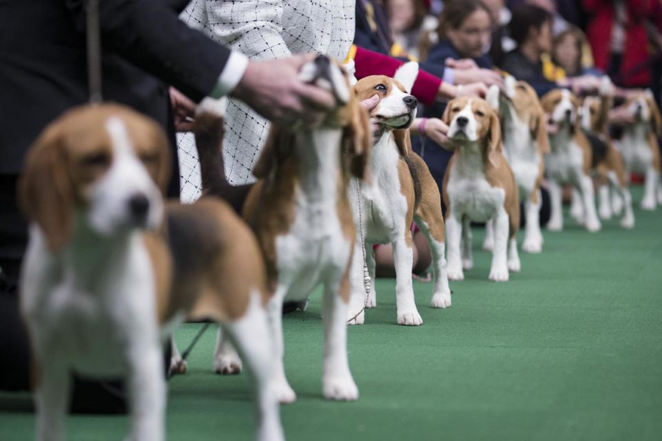 Beagles line up in the competition ring during the Westminster Kennel Club dog show, Monday, Feb. 10, 2014, in New York. (AP Photo/John Minchillo)