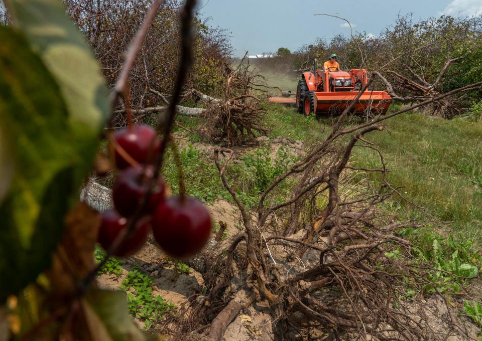 Cherries still hangs from an uprooted tree as cherry farmer John Pulcipher grooms the grassy paths on his land in Williamsburg on Friday, July 14, 2023.