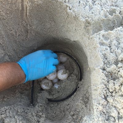 Installing the TurtleSense monitor in a loggerhead nest, with the cable visible. Erin Clabough, <a href="http://creativecommons.org/licenses/by-nd/4.0/" rel="nofollow noopener" target="_blank" data-ylk="slk:CC BY-ND;elm:context_link;itc:0;sec:content-canvas" class="link ">CC BY-ND</a>