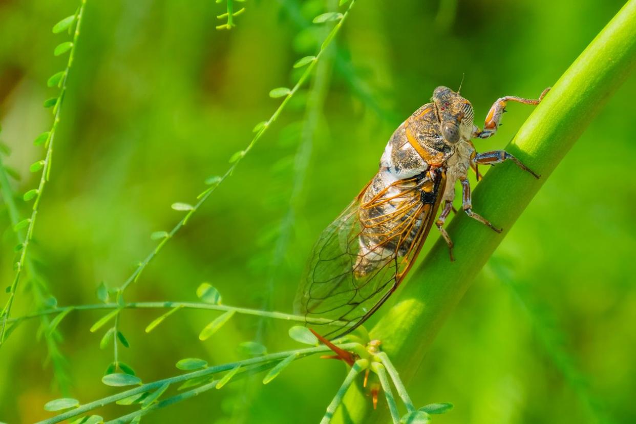 Cicada sits on a branch on a green blurred background. Cicada Bug. Cicada insect. Cicada stick on tree close up.