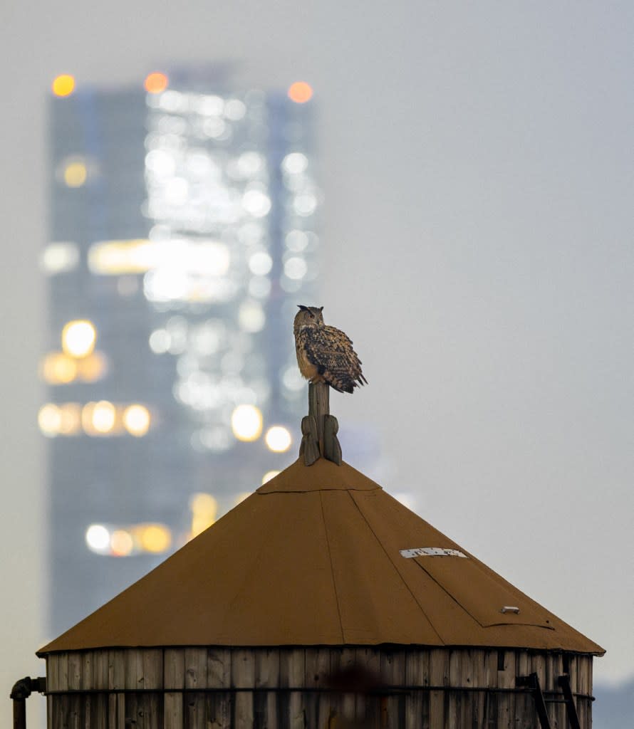 About 250,000 birds die when they fly into New York City buildings every year, including some who mistake the reflection of trees and skys in windows for the real thing. David Lei