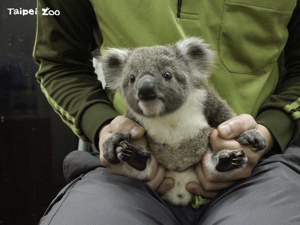 台北市立動物園受歡迎的動物無尾熊迎來新成員。   圖：台北市立動物園／提供