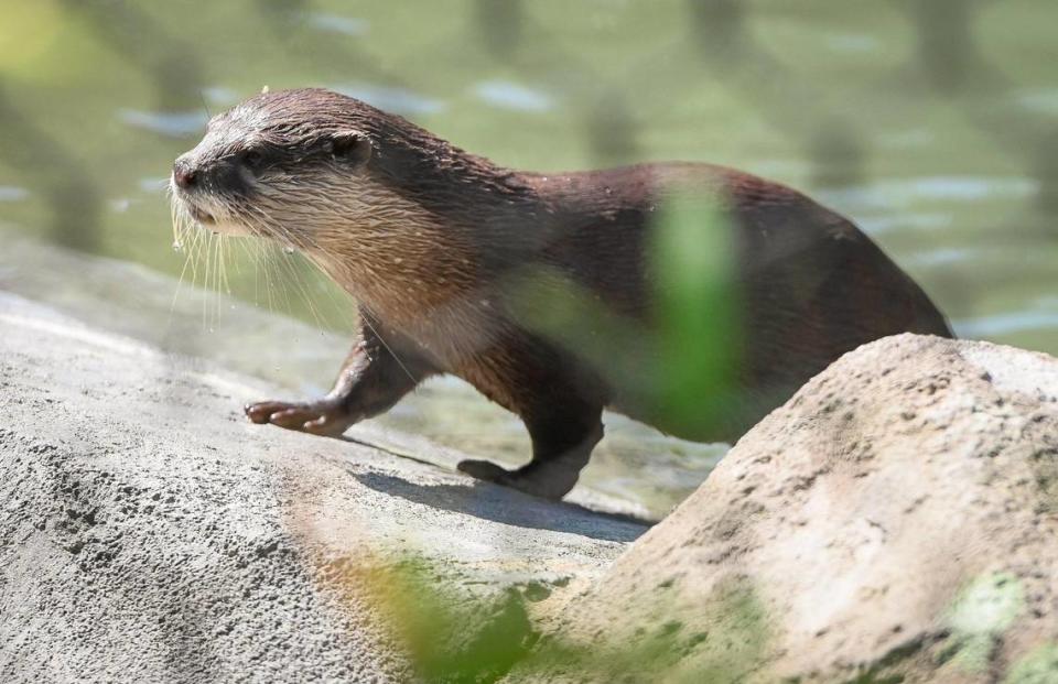 A small-clawed otter emerges from the pool of its enclosure inside the new Kingdoms of Asia section of the Fresno Chaffee Zoo that opened to the public on Saturday, June 3, 2023. CRAIG KOHLRUSS/ckohlruss@fresnobee.com