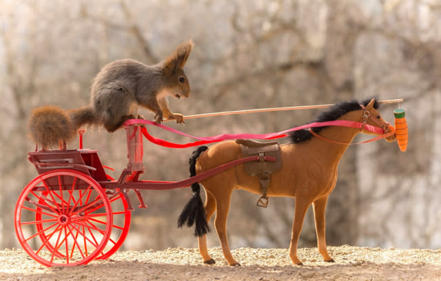 Squirrel takes horse and carriage for a ride