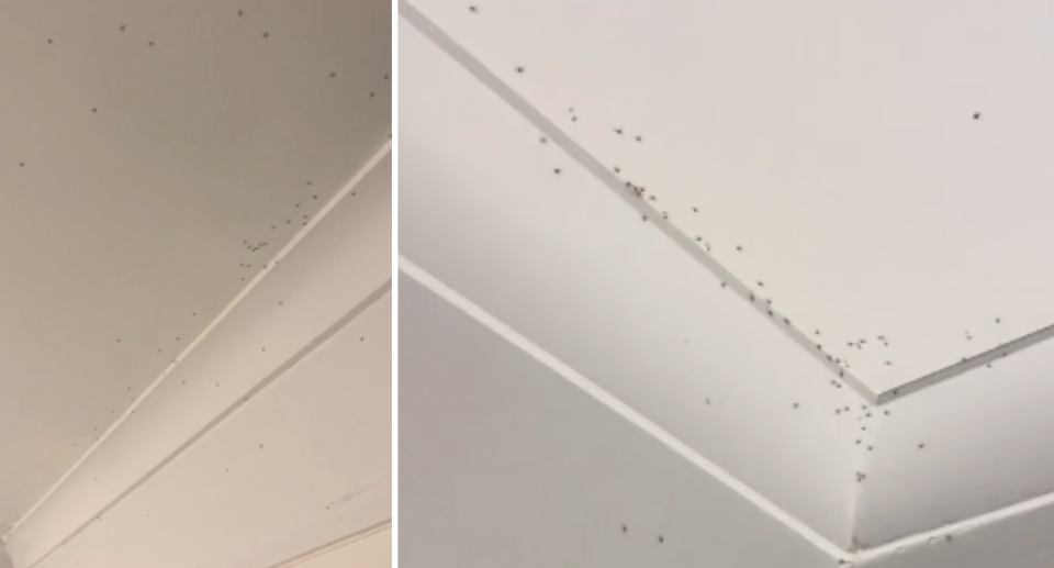 Image of hundreds of small spiders on a white ceiling.