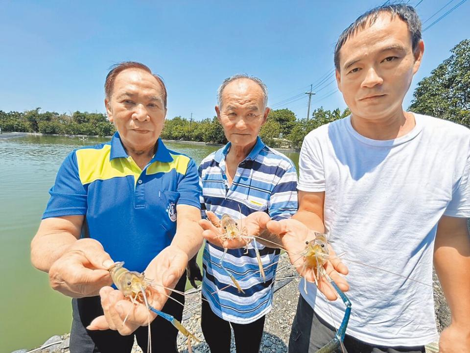 由屏東縣潮州鎮公所舉辦的「賽神蝦」將於4日登場，民眾期待可以買到新鮮又便宜的泰國蝦外，蝦農更是對於產業復甦寄予厚望。（謝佳潾攝）