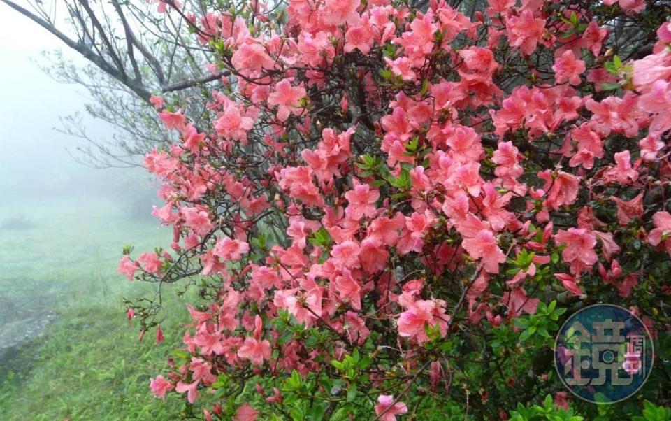 「大屯自然公園」環狀木棧道旁，也能發現大屯杜鵑的身影。