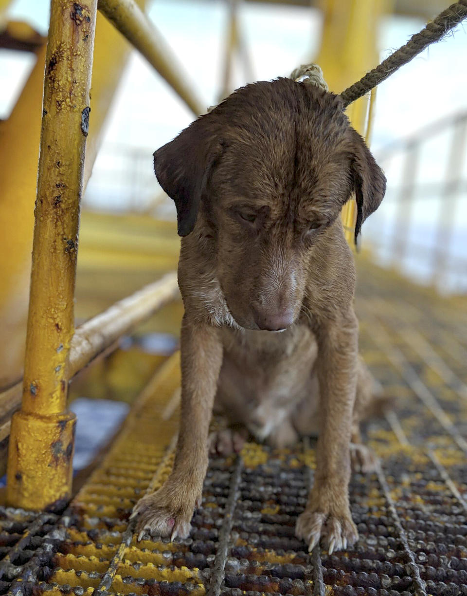 The dog was glimpsed on Friday swimming towards the oil rig platform, where it got a grip on a pole at sea level before being hauled in. Source: Vitisak Payalaw via AP